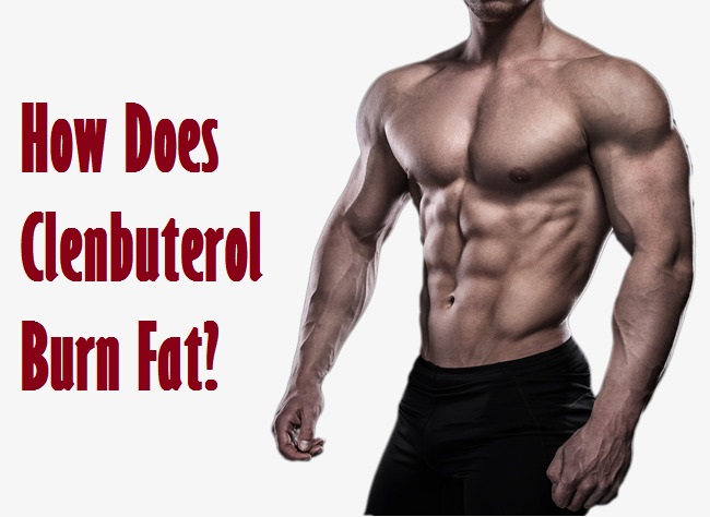 How Does Clenbuterol Burn Fat