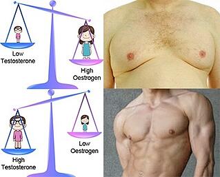 estrogen-difference